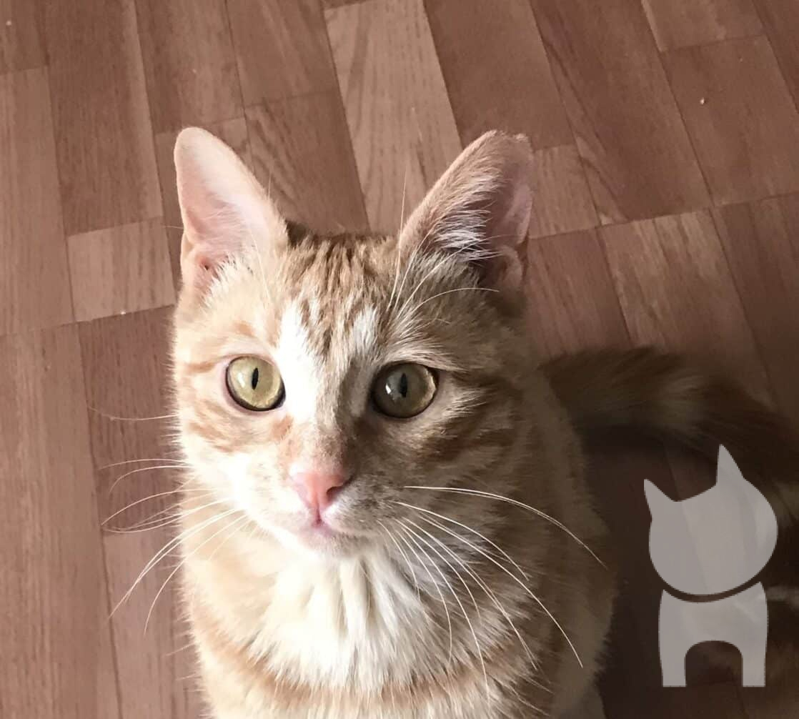 Sarman 6 aylık dişi insan canlısı yavru kedi »