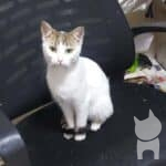 Yalova Armutlu’da yuvasız sevimli mi sevimli dişi kedi