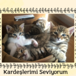 23 Mayıs doğumlu yavrularımız yol arkadaşlarını arıyor.