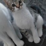 Kalıcı yuva arıyoruz